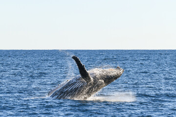 Fototapeta premium Close view of whale landing back into the ocean after breaching.