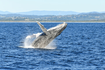 Fototapeta premium Side view of whale breaching in the ocean showing off it’s fins.