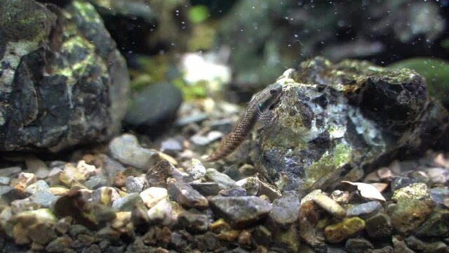 Ranibow algae eater goby (Stiphodon ornatus)  climbing on the rock to looking smoething likes akgae and biofilm to eating