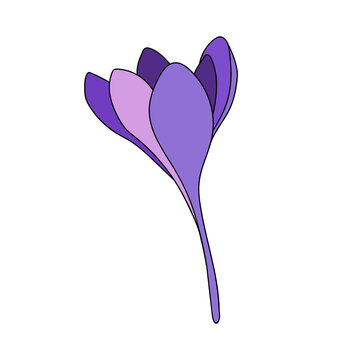 Vector illustration of a color single one  crocus saffron flower linear drawing. Botanical illustration by line
