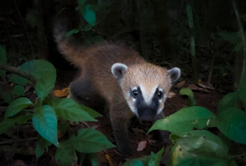Baby Coati