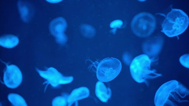 Moon Jellyfish floating with blue light and dark background