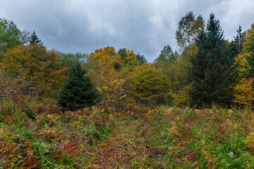 Fototapeta premium Sikhote-Alin Biosphere Reserve. The nature of the ecological tourist route Arseniev trail. Impassable pristine Far Eastern taiga. The trail runs through a dense forest.