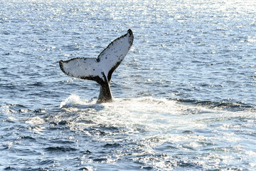 Whale tail in the ocean while the sun shines on the water.