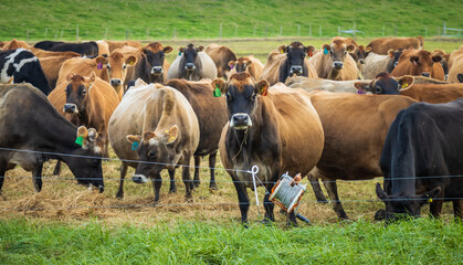 Winter Dairy Herd New Zealand