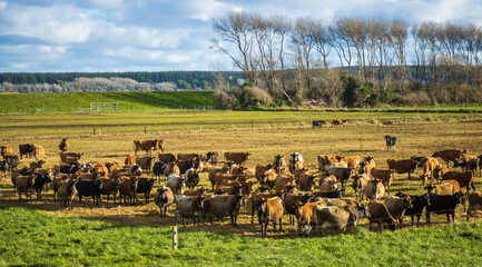 Winter Dairy Herd Feeding New Zealand