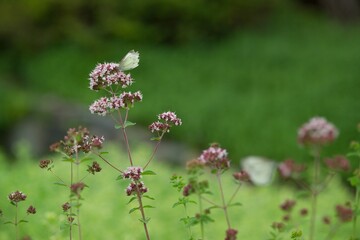 flowers and butterflies