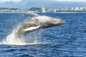 Close up of a whale breaching in the ocean near the shore.