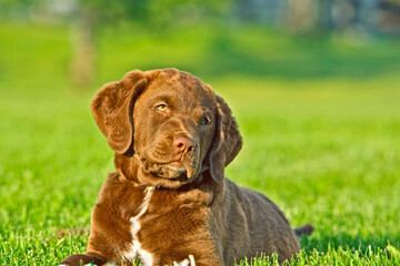 Chesapeake Bay Retriever puppy on grass