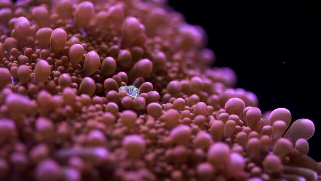 Close up of Orange Ricordea Yuma Mushroom in reef aquarium. This soft coral can cultivated by human