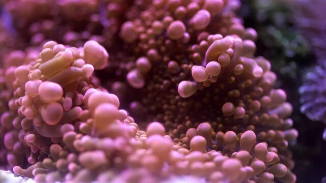 Close up of Orange Ricordea Yuma Mushroom in reef aquarium. This soft coral can cultivated by human