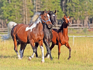 Three Arabian Horses running together in summer meadow.