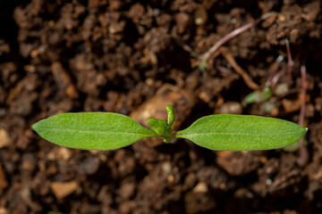 Young plant of tomato (Solanum lycopersicum) growing in soil
