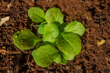 Macro shot of young Lettuce (Lactuca sativa) plants