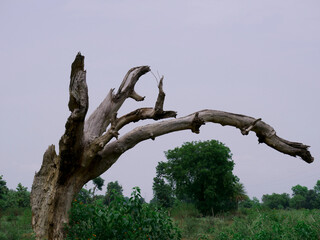 Fototapeta na wymiar Dry wood tree structure without leaves presented on forest background.