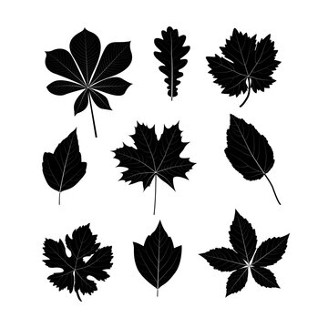 Set of black and white silhouettes of leaves of various trees. Vector elements for design.