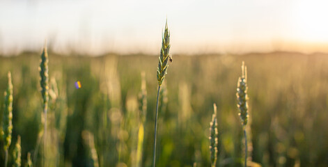 A fly sits on an ear of wheat or rye. Close-up of green ears of wheat or rye at sunset in a field. World global food with sunset in farm land autumn scene background. Happy Agricultural countryside.