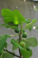 Fototapeta premium the fruits on the fig tree