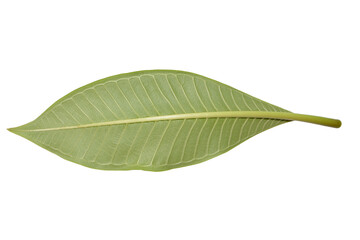 Green leaf isolated on white background.