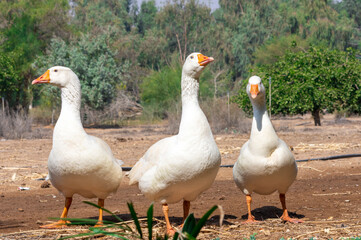 WHITE PEKIN