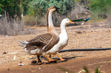GOOSE & WHITE PEKIN