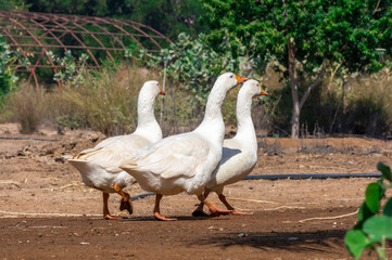 WHITE PEKIN