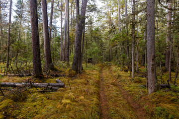 Sikhote-Alin Biosphere Reserve. The nature of the ecological tourist route Arseniev trail. Impassable pristine Far Eastern taiga. The trail runs through a dense forest.