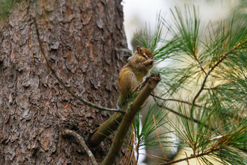 Sikhote-Alin Biosphere Reserve. Chipmunk sits on a tree branch and washes.