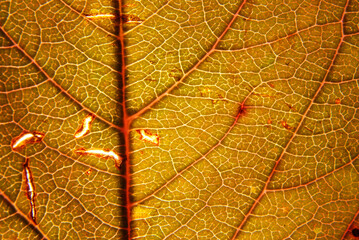 Closeup image of an orange textured autumn leaf