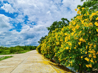 Yellow flower on green leaf tree and dark rainy cloud storm backgrund with clean silence peace road landscape in Thailand.