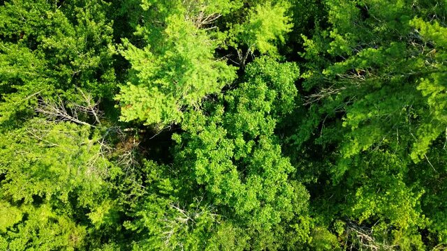 Aerial top down drone close up video footage of a dense pine forest canopy in the Appalachian mountains during summer. This is in the Catskill Mountain sub-range in New York's Hudson valley
