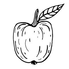 Apple vector icon. Isolated illustration on a white background. Thin black outline of an exotic fruit. Food sketch. A whole apple with a stem and a leaf. Hand-drawn doodle. Monochrome.