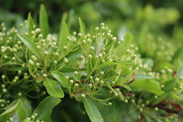 Fototapeta na wymiar Close-up of Pyracantha bush with many small white blossoms on branches. Firethorn in bloom on summer