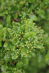 Close-up of Pyracantha bush with many small white blossoms on branches. Firethorn in bloom on summer
