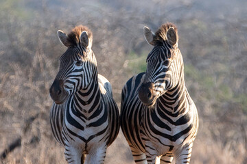 Fototapeta na wymiar Zebra pair during golden hour in South Africa RSA