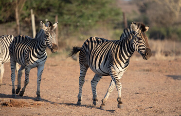 Fototapeta na wymiar Zebras running during golden hour in South Africa RSA