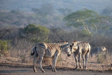 Fototapeta na wymiar Zebra stallions eye to eye during golden hour in South Africa RSA