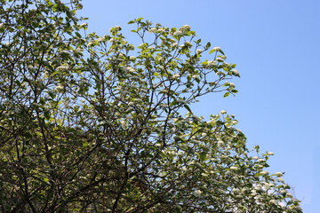 Viburnum lantana bush with white flowers on branches against blue sky on a sunny day