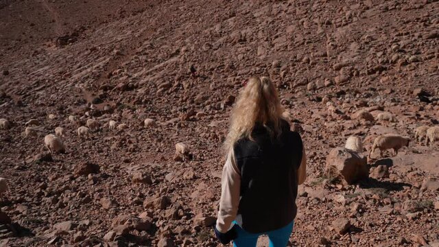 Rear View Of a Woman Trying To Approach A Herd Of Sheep While Hiking in a Red Canyon