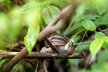 A snail is on a brach and sucking water from Orange jessamine.