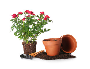 Rose plant and gardening supplies on white background