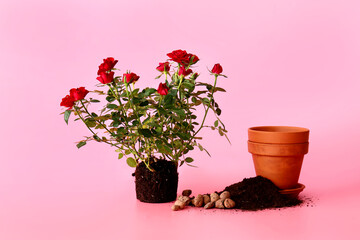 Rose plant, pot and soil on color background