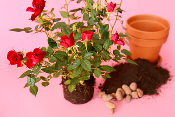 Rose plant, pot and soil on color background