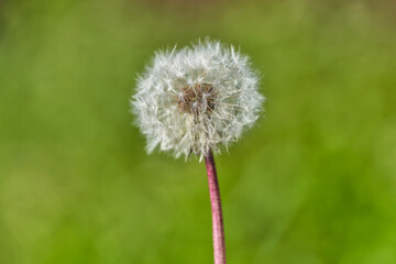 Obraz premium Dandelion seeds in rays of sunlight on fresh green morning background