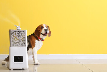 Cute dog and modern humidifier near color wall