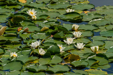 White water lilies grow on the pond.