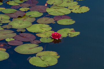 Red water lily growing on the pond.