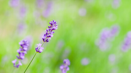 Soft focus on lavender buds in the summer garden. Flower background