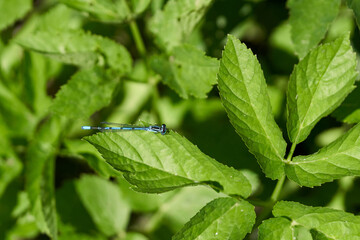 Blue dragonfly sits on green leaves on a sunny summer day