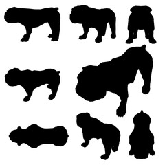 Set with silhouettes of a dog of a bulldog in different positions isolated on a white background. Vector illustration